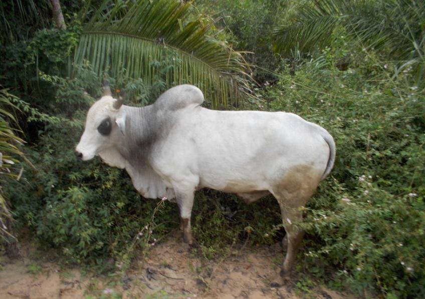 Vaca având cocoaşă în pámpa Am văzut o pasăre înaltă (120 cm) cu gâtul şi capul negru, corpul alb, iar lungimea ei cu aripile întinse atingând 110 cm, numită în portugheză tuiuiú, iar în engleză