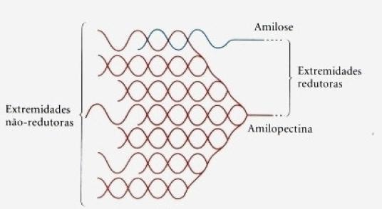 enzimas de degradação podem agir simultaneamente nas pontas não redutoras (EXISTENTES nas ramificações externas da amilopectina) e assim acelera a