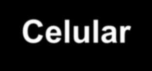 Junções Celulares Adesão Celular Matriz Extracelular Iêda Guedes
