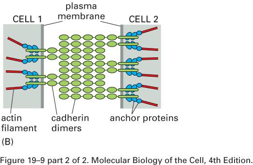 junções de ancoramento Junções aderentes - caderinas são as proteínas