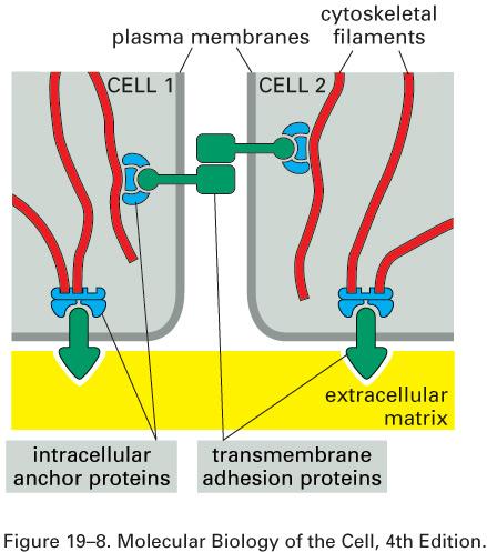 - proteínas intracelulares de ancoragem - caderinas promovem a