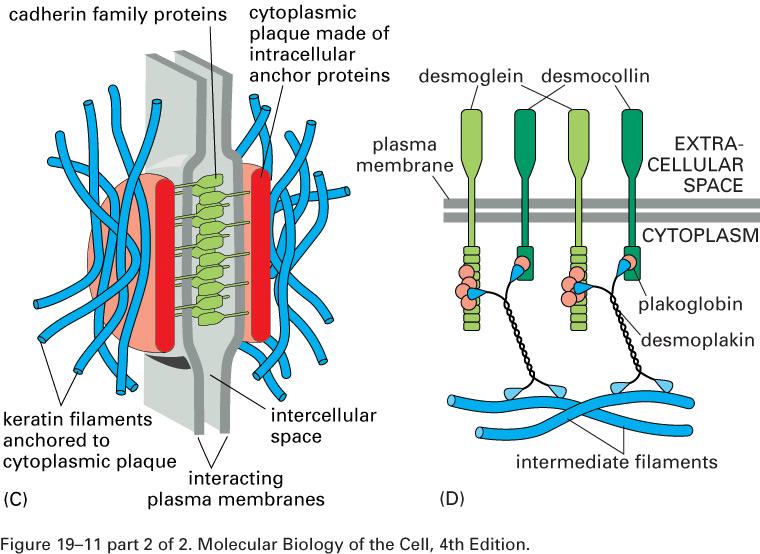 junções de ancoramento Desmossomos - estrutura 2 classes de proteínas fazem parte das junções de ancoramento
