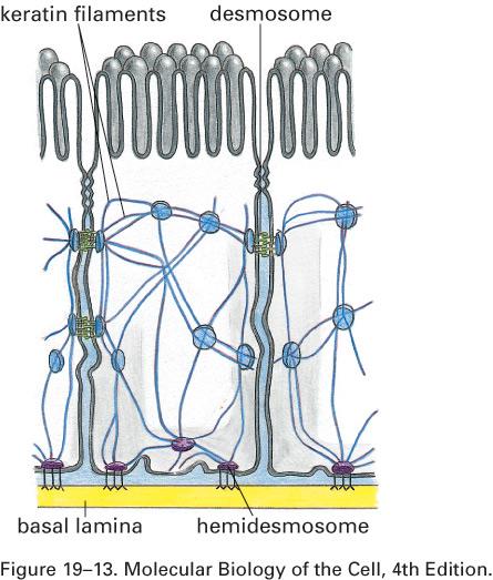 junções de ancoramento Hemidesmossomos - interação célula-lâmina basal - conectam filamentos