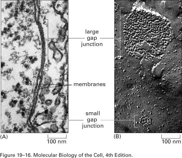 junções comunicantes Junções tipo fenda (gap junctions) - maior parte das células em um dado tecido estão em