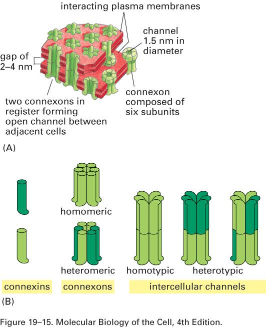 junções comunicantes Connexons -dois conexons em comunicação formam um canal -conexons são formados por 6 moléculas de conexinas (multi-passo, 4) -as células estão acopladas eletricamente e
