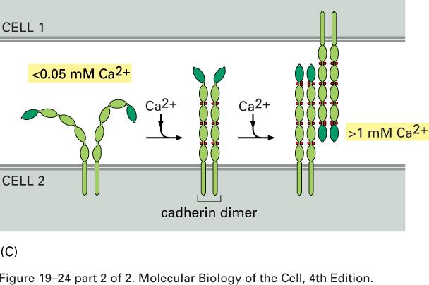 caderinas Caderinas e a influência do cálcio extracelular -Dependente