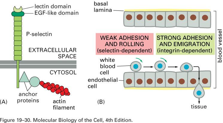 selectinas SELECTINAS -Adesão célula-célula em vertebrados -Interação heterofílica -Dependente de Ca 2+ -Proteínas que reconhecem e ligam carboidratos