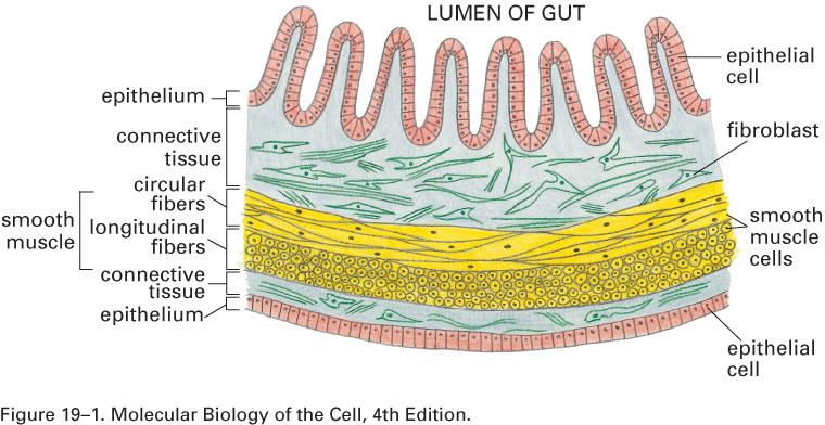 Tecido epitelial & tecido conjuntivo Tecido epitelial & tecido conjuntivo Tecido epitelial, matriz extracelular pouco abundante, adesão entre as células dá suporte mecânico,