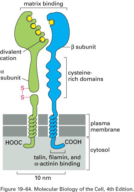 Integrinas INTEGRINAS -Principais receptores de superfície celular para ligação de proteínas da matriz extracelular -Ligações heterofílicas -Interação com o citoesqueleto -Interações fracas