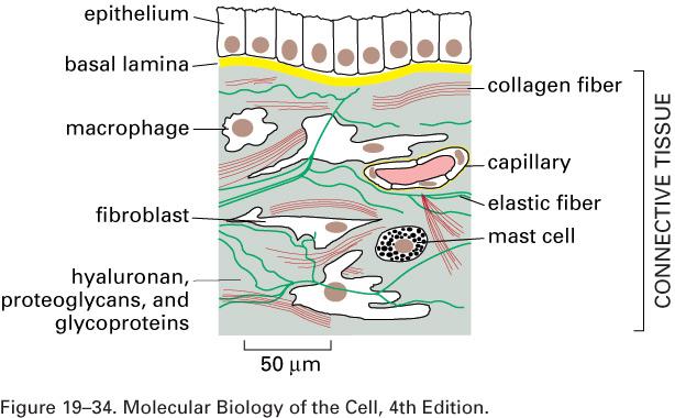 Matriz Extracelular Matriz Extracelular - Tecido conjuntivo - matriz extracelular é secretada pelos fibroblastos - Grande parte do volume de um tecido é composto pela matriz extracelular - matriz
