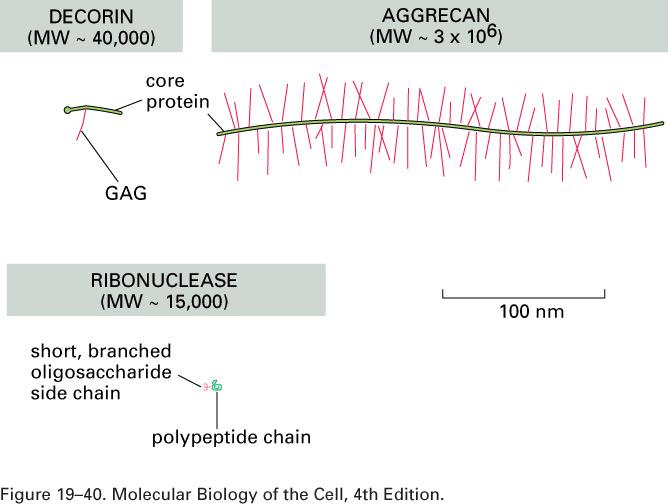 GAGs e proteoglicanas Proteoglicanas -As demais GAGs estão associadas à proteínas -Proteínas cerne (core proteins) -Proteoglicanas