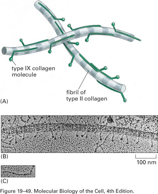 proteínas fibrosas Colágenos - associações -Interação colágeno IX, colágeno II -Colágeno IX