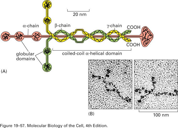 proteínas fibrosas Lâmina basal / composição -colágeno tipo IV
