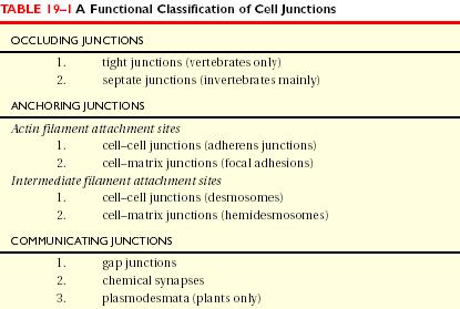 Junções celulares Classificação funcional das junções celulares Barreira à difusão de moléculas Ligação mecânica