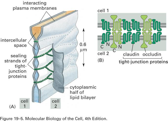 junções oclusivas Componentes de junções compactas -claudinas e ocludinas interagem com as proteínas