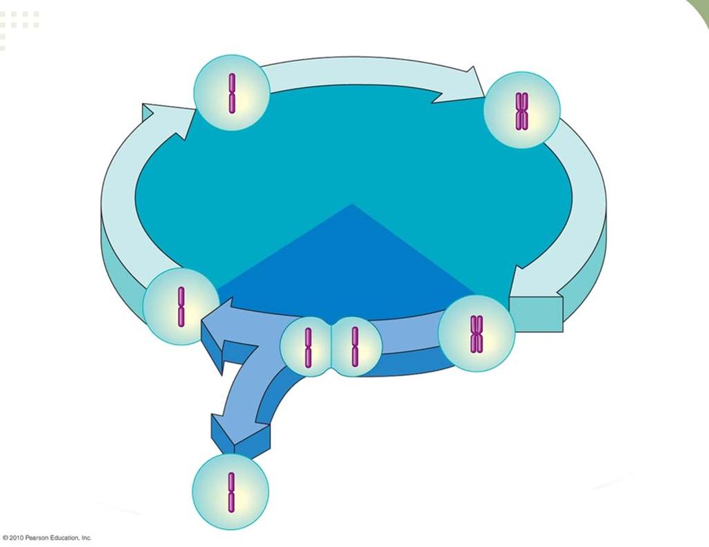 CROMOSSOMOS Fase S (sintético) (síntese de DNA; duplicação do cromossomo) Interfase: metabolismo e crescimento (90% do