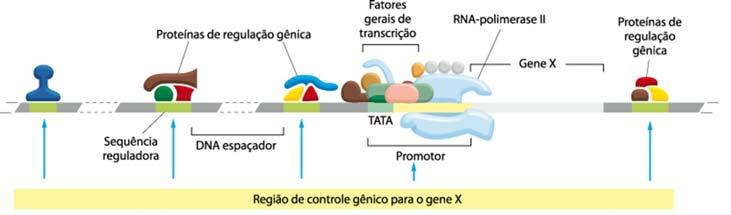 ORGANIZAÇÃO DE GENES Total = 3,2 x 109 pb Aprox. 20.