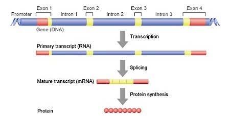 INTRON/EXON Recombinação de diferentes exons ou retenção de introns gera novas proteínas COMO E POR QUÊ OS GENES SÃO REGULADOS Cada célula somática em um organismo contém as mesmas instruções