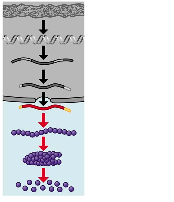 Descompactação do DNA Transcrição Processamento do RNA