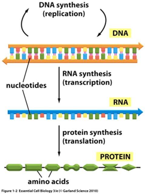 proteína Dogma Central da Biologia Molecular O fluxo da
