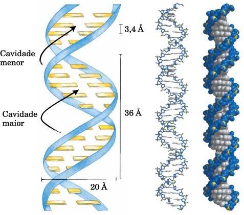 COMPOSIÇÃO DO DNA ESTRUTURA DO DNA