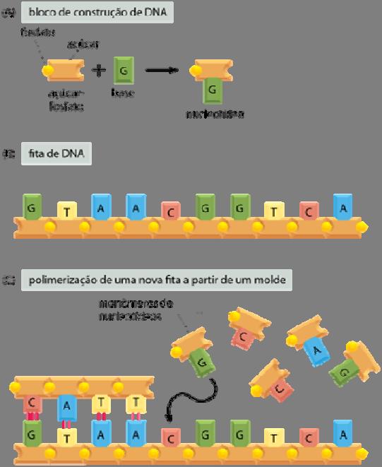 Podem atuar como carreadores de energia, moléculas