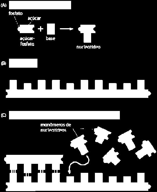 de nucleotídeos servem para armazenar (DNA) e