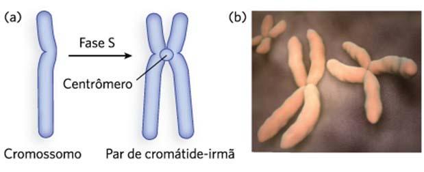 Fase mitótica