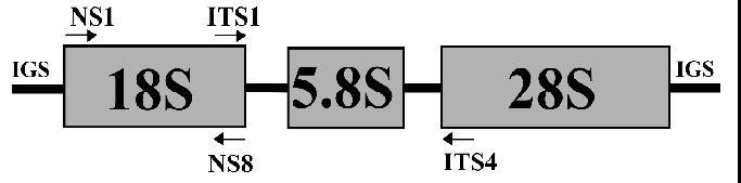 5 Figura 4. Dendograma da distância genética entre quatro isolados de Acremonium strictum. Foram utilizados 16 primers aleatórios que produziram 125 bandas polimórficas.