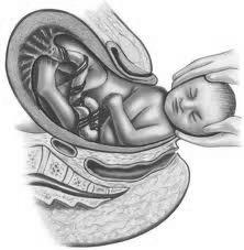 Fases do Parto Segunda fase do parto - período expulsivo - se inicia com a cervix completamente dilatada (10 cm) - contração da musculatura do diafragma e da