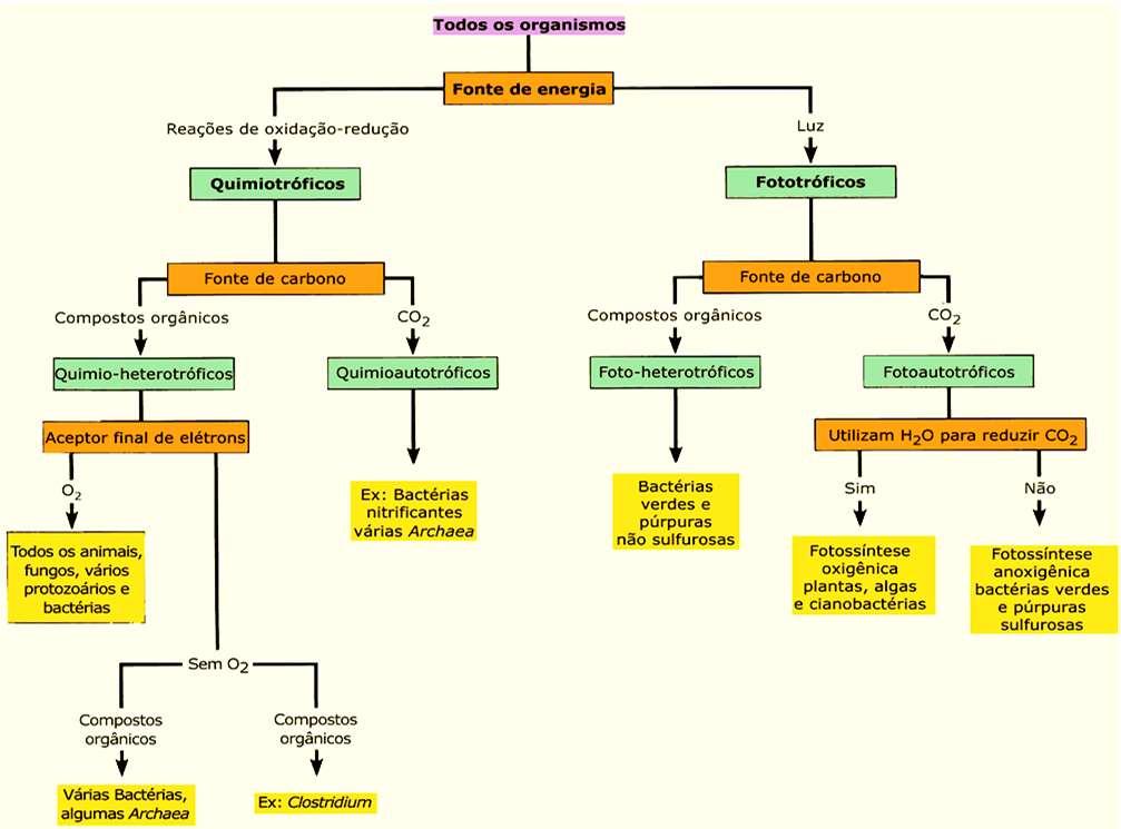 Fontes de carbono e energia para o crescimento bacteriano De acordo com a fonte de carbono e de energia que utilizam as bactérias podem ser classificadas em: Heterotróficos microrganismos que