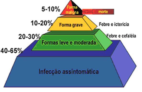 Pirâmide da febre amarela: manifestação clinica