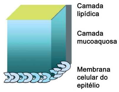 lacrimal e superficial da TP Porção mucosa (interna ( interna) células