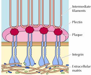 Integração de células em tecidos Junções celulares Hemidesmossomas São estruturas morfologicamente semelhantes aos