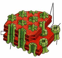 Junções de hiato (Gap junctions) Integração de células em tecidos Junções celulares As junções de hiato são estabelecidas entre as membranas citoplasmáticas de células adjacentes.