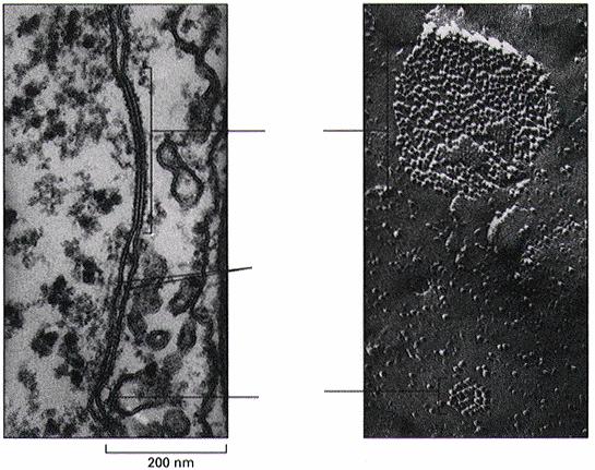 Longa junção de hiato O aumento do Ca2+ citoplasmático, ou a diminuição do ph intracelular diminuem a permeabilidade das