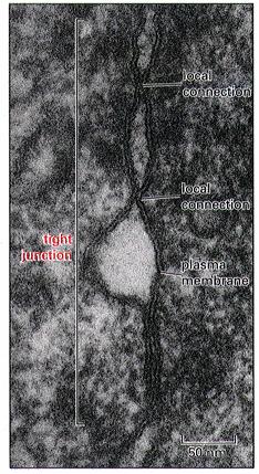 Integração de células em tecidos Junções celulares Junções apertadas (ocludinas ou claudinas)