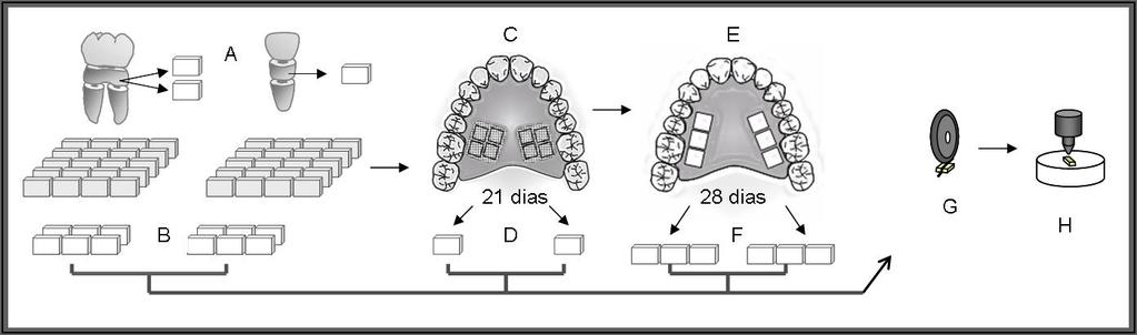 fluoretado (DF); G2: DF + uma aplicação tópica de flúor (ATF); G3: DF + 4 ATFs, (sendo uma por semana).