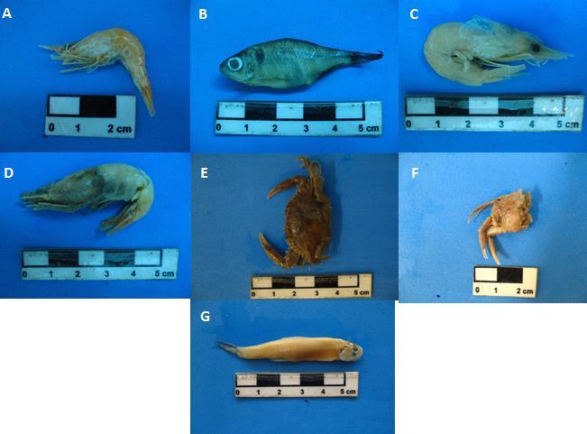 34 Tabela 5: Itens alimentares identificados nos estômagos de Centropomus parallelus, capturados na Barra do Una.