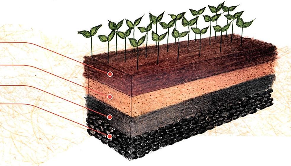 7. Semeadura Sementeira para mudas florestais O tamanho mais indicado é 1,00 x 0,4m O comprimento pode