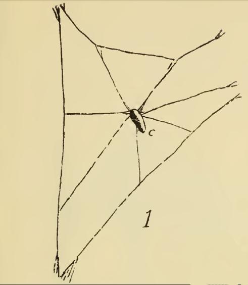 atenção pelo seu espetacular modo de vida. O grupo de gêneros Polysphincta, formado atualmente por 22 gêneros (Gauld & Dubois 2006, Pallacio et al.