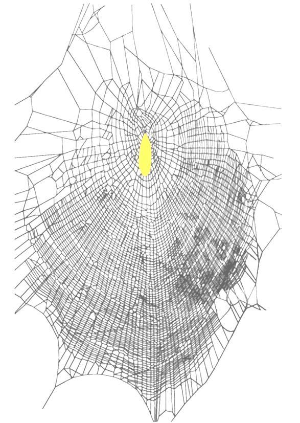 CAPÍTULO III Efeito da modificação na estrutura orbicular de teias de Nephila clavipes (Linnaeus 1767) (Araneae: