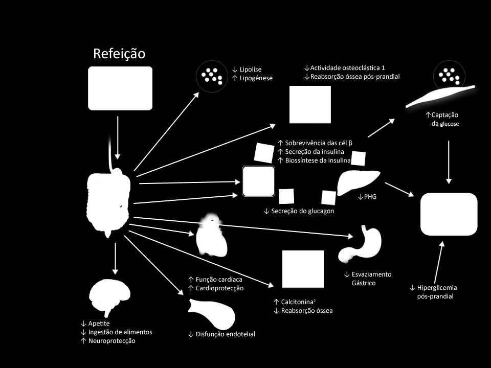 Acções das Incretinas Adapted from Holst JJ. Trends in Molecular Medicine, 2008; Vol.XXX Nº X. 1. Zhong Q.