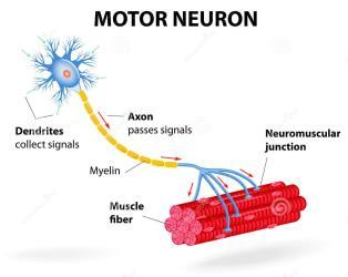 Neurônios que conectam o sistema nervoso central aos músculos esqueléticos Localizados em núcleos na medula espinhal e no tronco cerebral