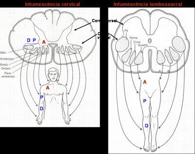 Representada por um motoneurônio e as fibras musculares que inerva. Cada músculo esquelético é formado por muitas unidades motoras.