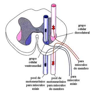 pelo músculo, e não agrupadas anatomicamente.