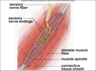 O FUSO MUSCULAR E O REFLEXO DE ESTIRAMENTO REFLEXOS DE PROTEÇÃO MUSCULAR Desencadeados por receptores