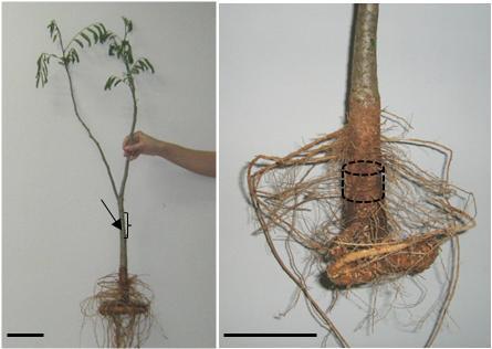 A fim de evitar a coleta de segmentos da região de transição e, no caso das raízes, bifurcações ou encurvamentos, as amostras utilizadas nas análises anatômicas macroscópicas e microscópicas foram