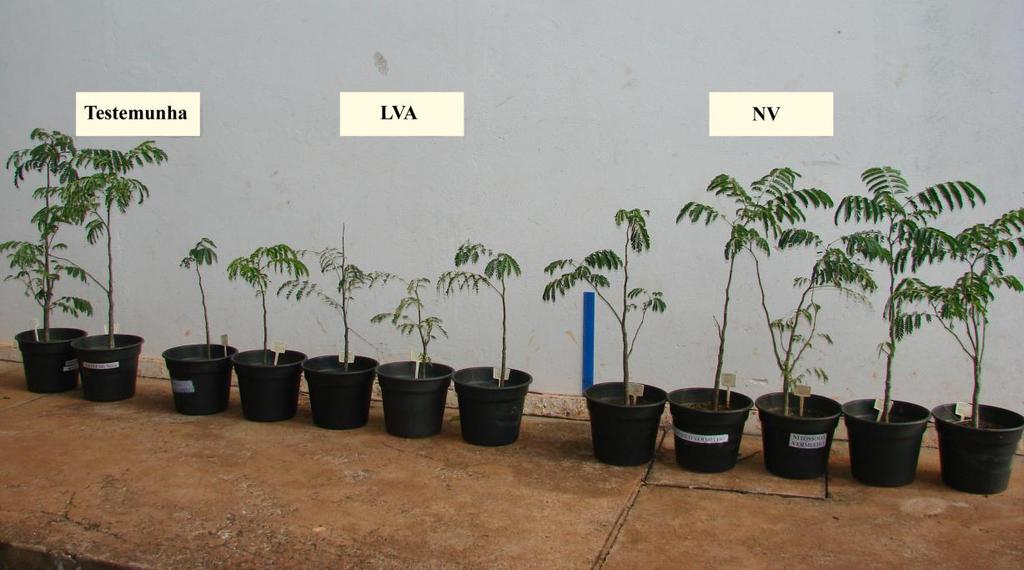 RESULTADOS 1. Tamanho das plantas em viveiro A Figura 3 mostra as plantas jovens de E.