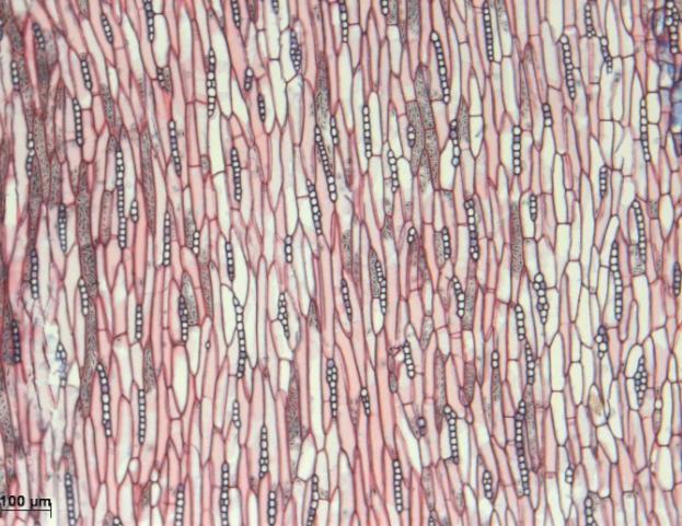 A:Secção transversal do lenho mostrando marcador das camadas de crescimento e porosidade difusa.